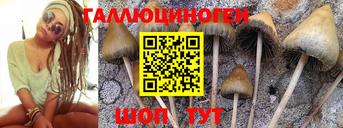 Торжок  Псилоцибиновые грибы мицелий  Вход с VPN 